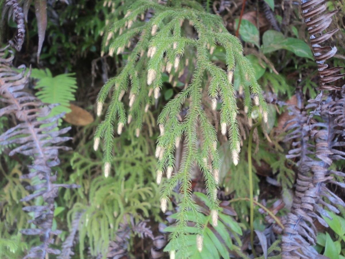 Lycopodiella cernua (L.) Pic.Serm.